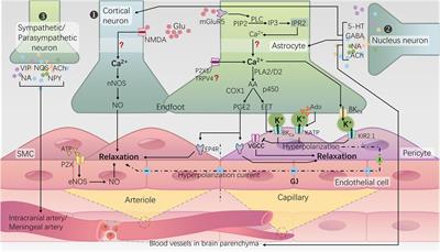 The role of neurovascular coupling dysfunction in cognitive decline of diabetes patients